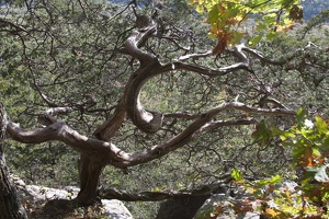 317-1448 Tree